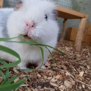 Thannwald Waldboden-Einstreu | 100% Natur für glückliche Kleintiere (11kg / 60 Liter)