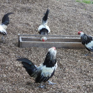 Thannwald Waldboden-Einstreu | 100% Natur für glückliches Geflügel (11kg / 60 Liter)